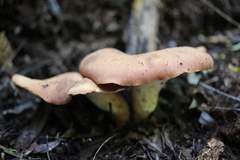 Echinochaete brachypora
