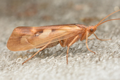 Limnephilus rhombicus
