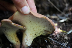 Echinochaete brachypora