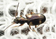 Bembidion quadrimaculatum