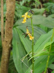 Cephalantheropsis obcordata