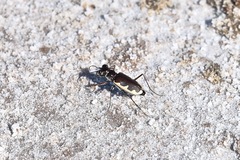 Eunota circumpicta johnsonii