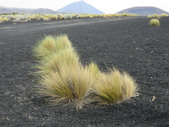 Pappostipa humilis