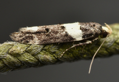 Recurvaria leucatella