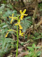 Cephalantheropsis obcordata