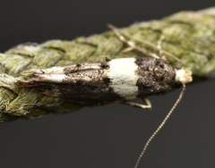 Recurvaria leucatella