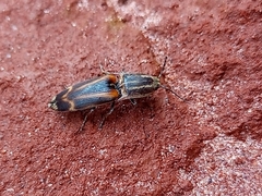 Conoderus malleatus