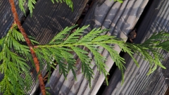Thuja plicata