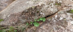 Umbilicus rupestris