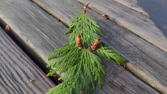 Thuja plicata