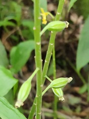 Cephalantheropsis obcordata