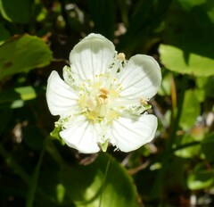 Parnassia cirrata intermedia