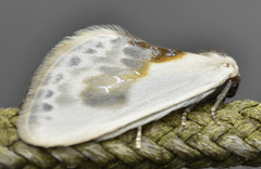 Cilix glaucata