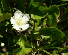 Parnassia cirrata intermedia