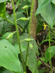 Cephalantheropsis obcordata