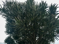 Pseudopanax ferox