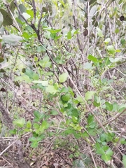 Clematis pauciflora