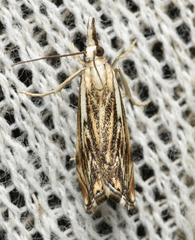 Catoptria
