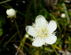 Parnassia cirrata intermedia