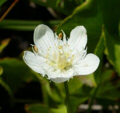 Parnassia cirrata intermedia