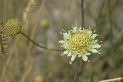Cephalaria uralensis