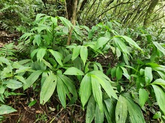 Cephalantheropsis obcordata