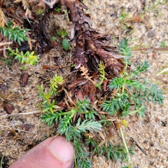 Acaena pinnatifida californica