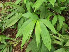Cephalantheropsis obcordata