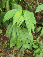 Cephalantheropsis obcordata