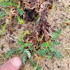Acaena pinnatifida californica