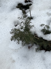 Juniperus communis