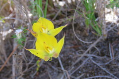 Disa tenuifolia
