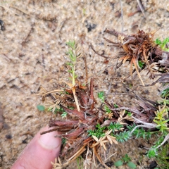 Acaena pinnatifida californica