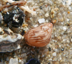 Tricolia pullus