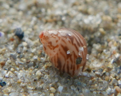 Tricolia pullus
