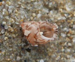 Tricolia pullus