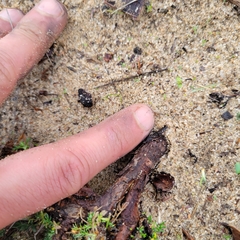 Acaena pinnatifida californica