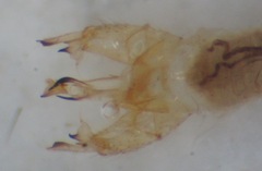 Gonomyia conoviensis