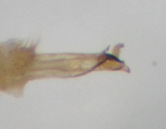 Gonomyia conoviensis