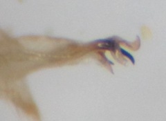 Gonomyia conoviensis