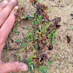 Acaena pinnatifida californica