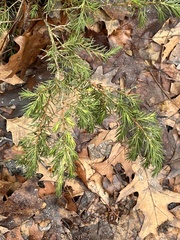 Juniperus communis