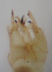 Gonomyia conoviensis