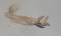 Gonomyia conoviensis