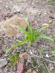 Toxicoscordion fremontii