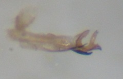 Gonomyia conoviensis