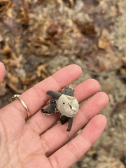 Astraeus hygrometricus