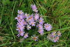Galatella angustissima