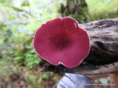 Phillipsia domingensis