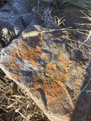Xanthocarpia feracissima